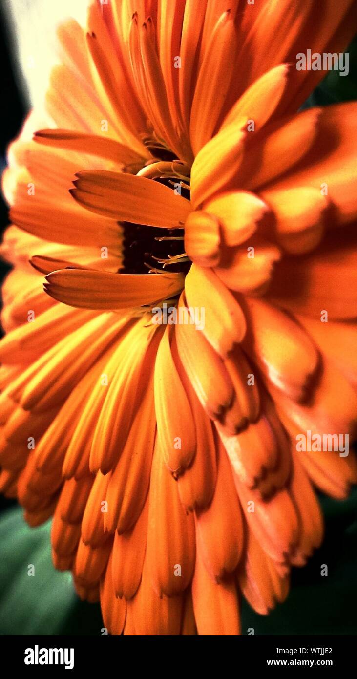 Macro Shot Of Orange Dahlia Head Stock Photo