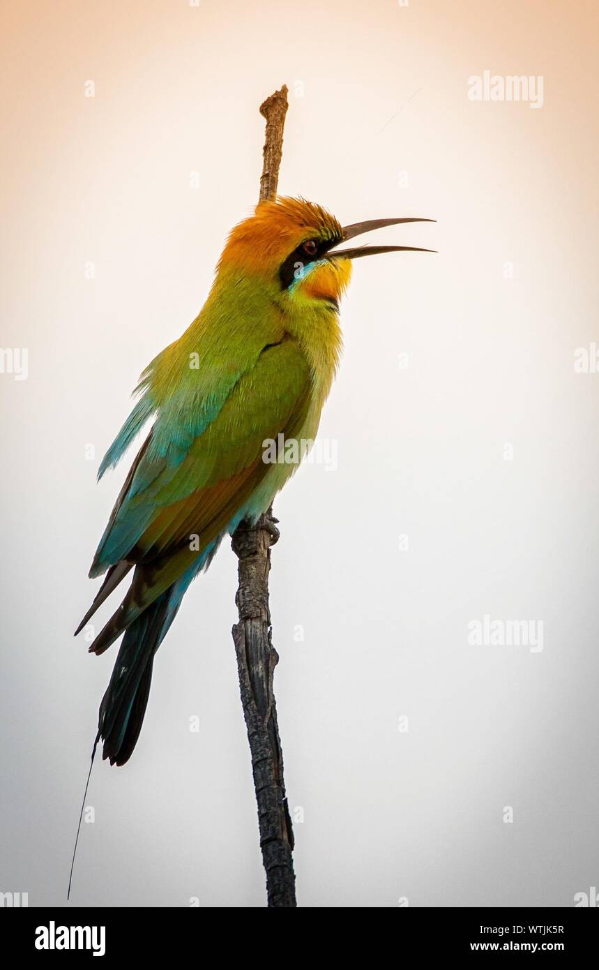 Close-up Of Rainbow Bee-eater Perching On Stem Against Sky Stock Photo