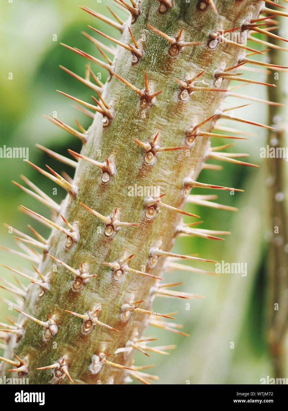 Cactus Family Plant High Resolution Stock Photography and Images Alamy