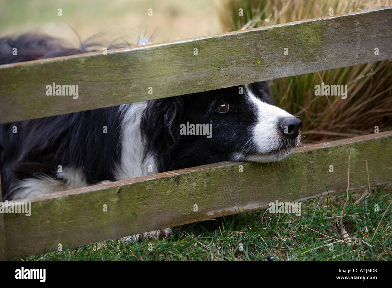 sheepdog named Blue, Springfield, Canterbury, New Zealand Stock Photo