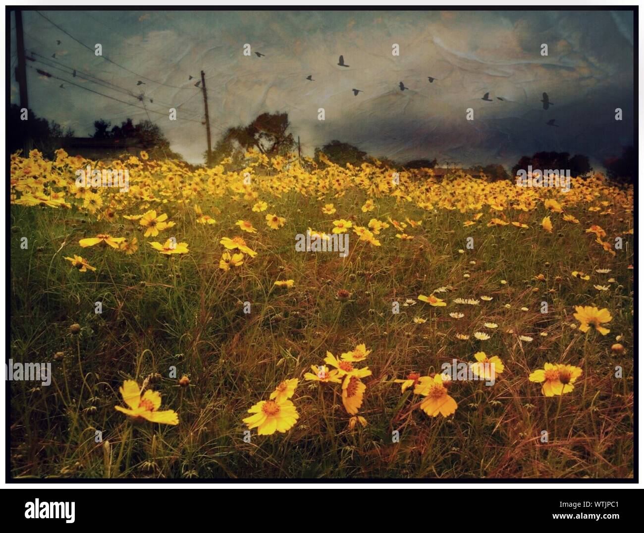 Animals in wildflowers hi-res stock photography and images - Alamy