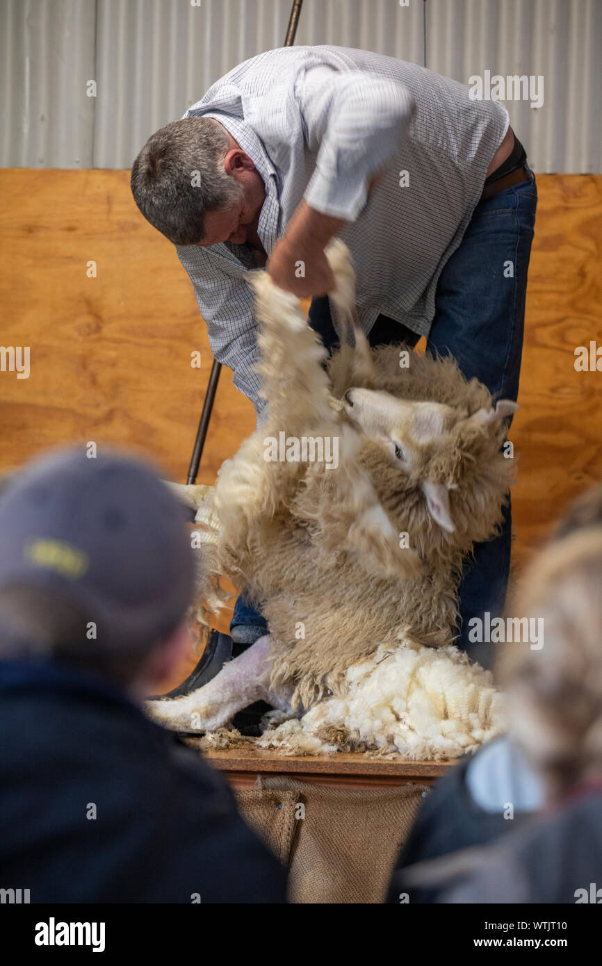 shearing sheep, New Zealand Stock Photo Alamy