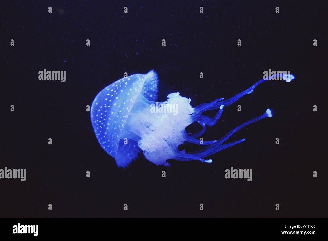 Blue Jellyfish Swimming In Sea Stock Photo