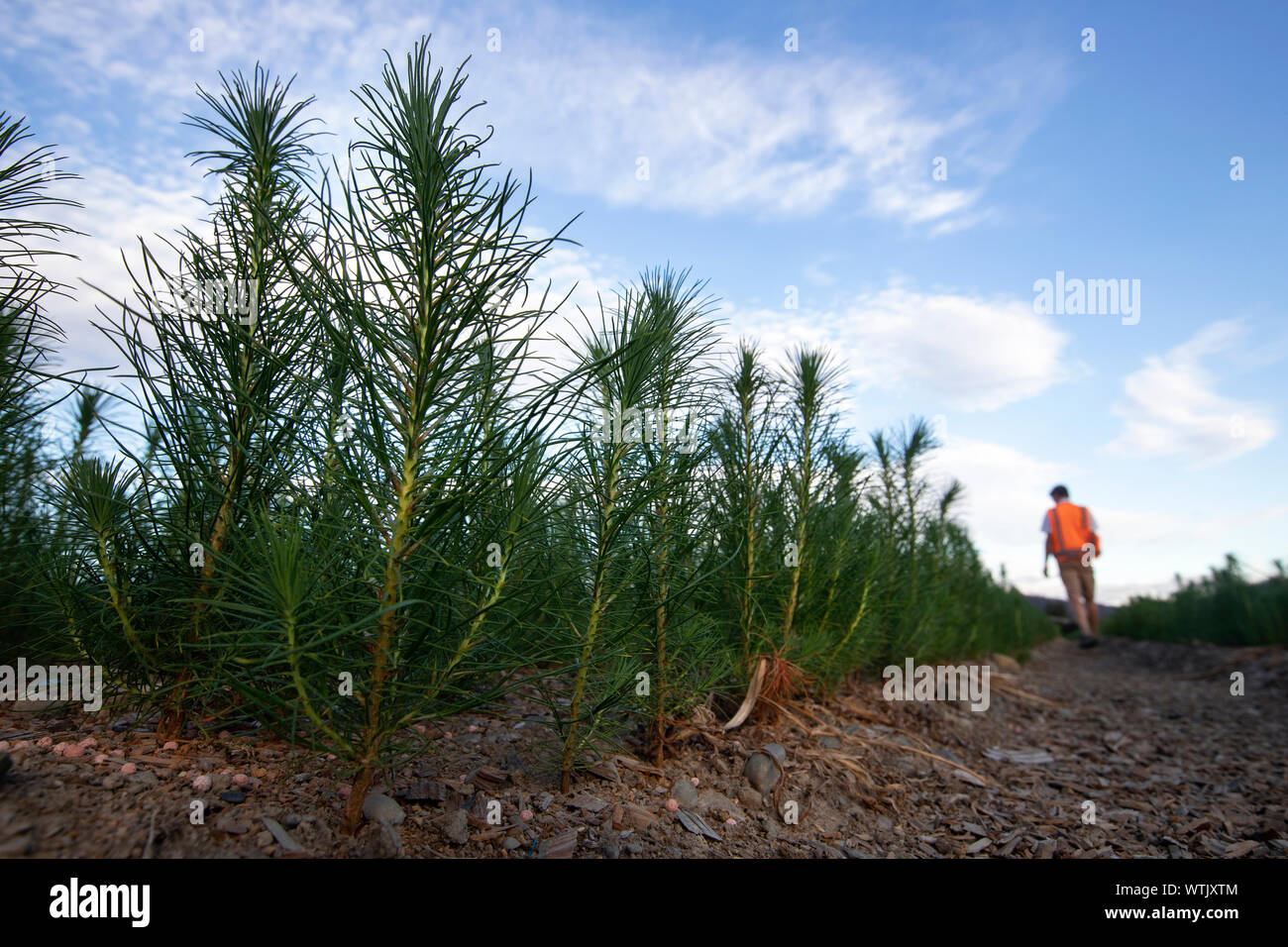 Picture by Tim Cuff 20 February 2019 Pine tree seedlings growing