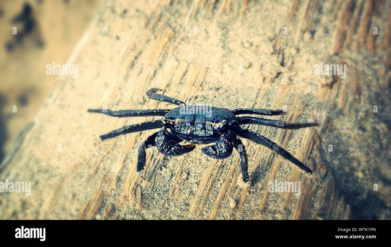 Close-up Of Black Crab On Wood Stock Photo