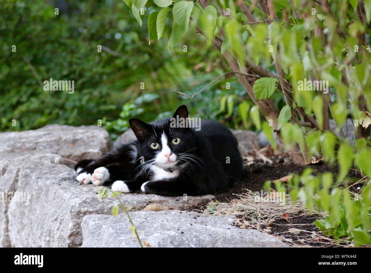 Black cat outdoors hi-res stock photography and images - Alamy