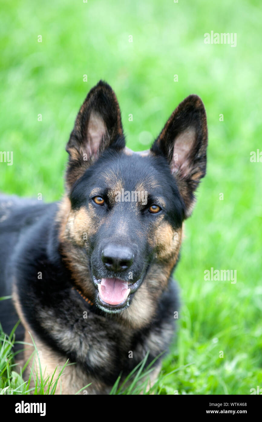German Shepard dog sit in pasture portrait Stock Photo Alamy