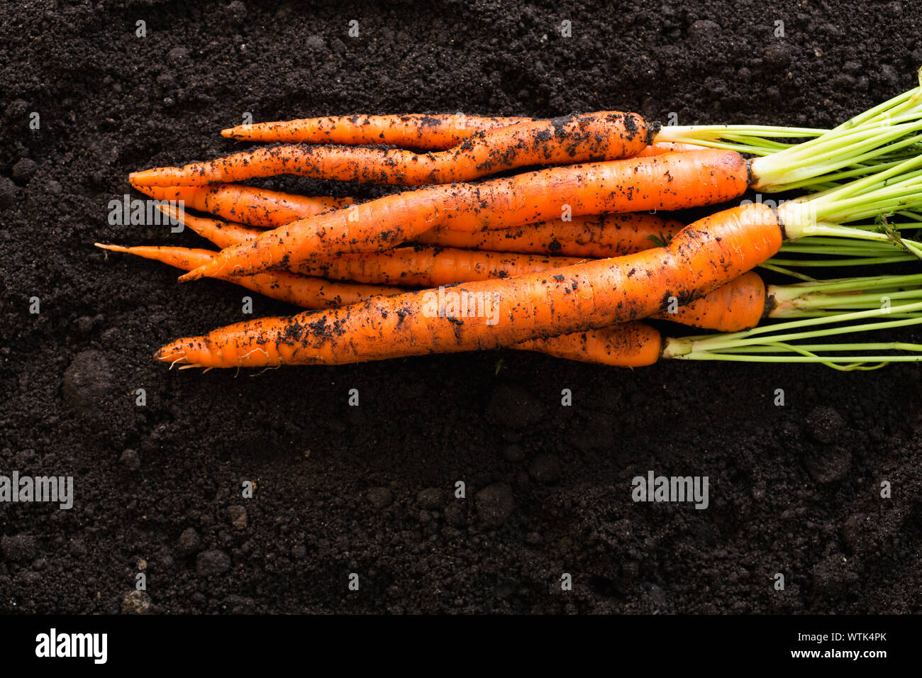 Bunch of fresh carrots on dirt Stock Photo