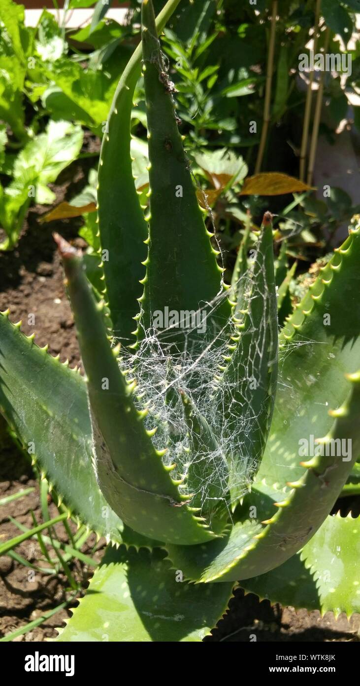 Aloe spider hires stock photography and images Alamy