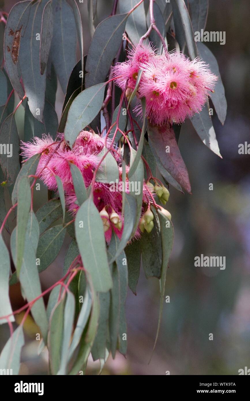 Pink forest flowers hi-res stock photography and images - Alamy