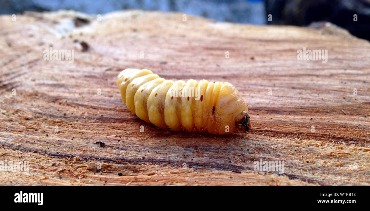 Maggot hires stock photography and images Alamy