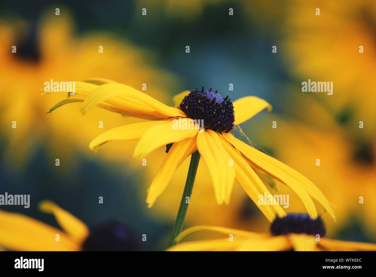 Close-up Of Black-eyed Susan Stock Photo
