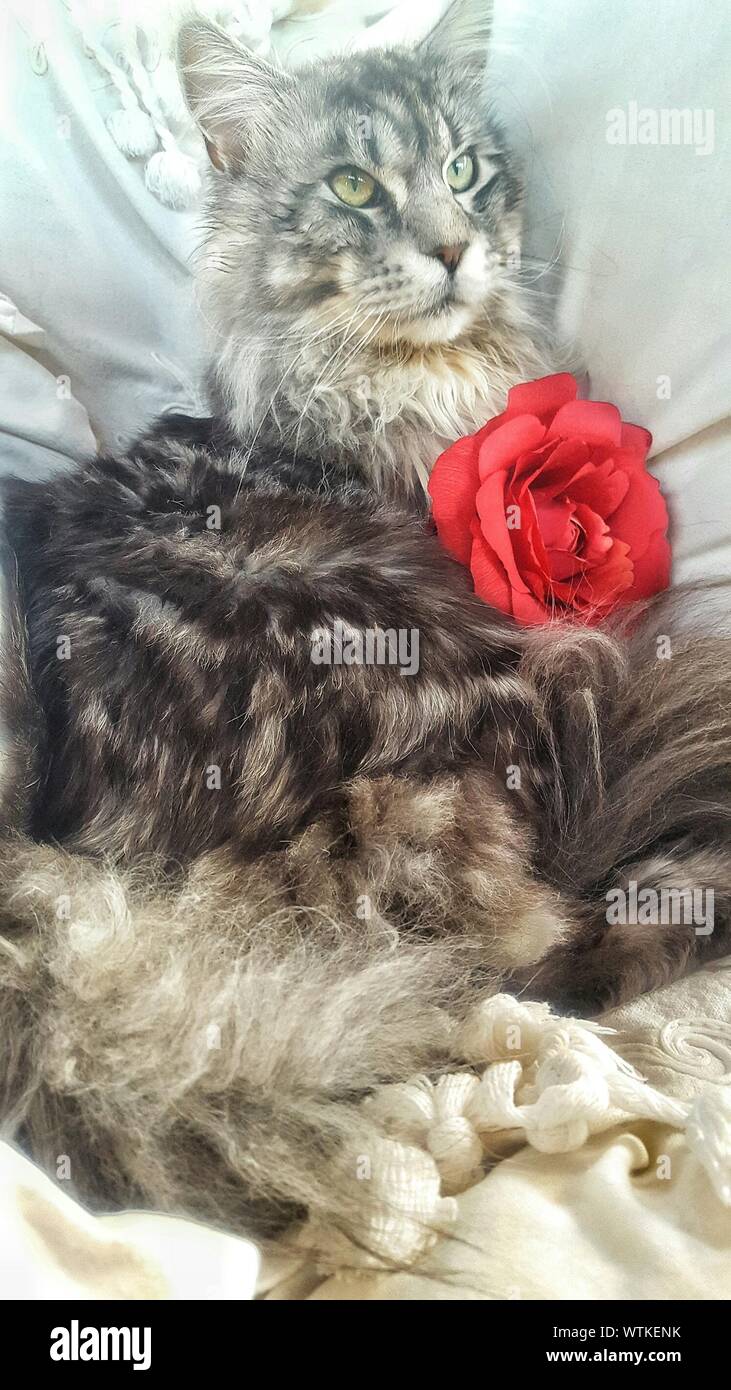 Single rose lying down hi-res stock photography and images - Alamy