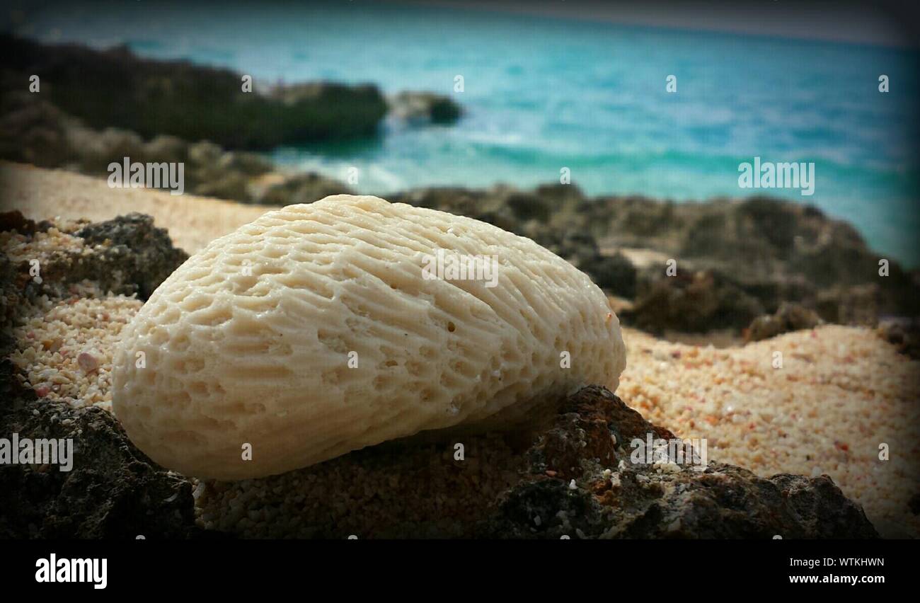 Coral Reef On Beach Stock Photo