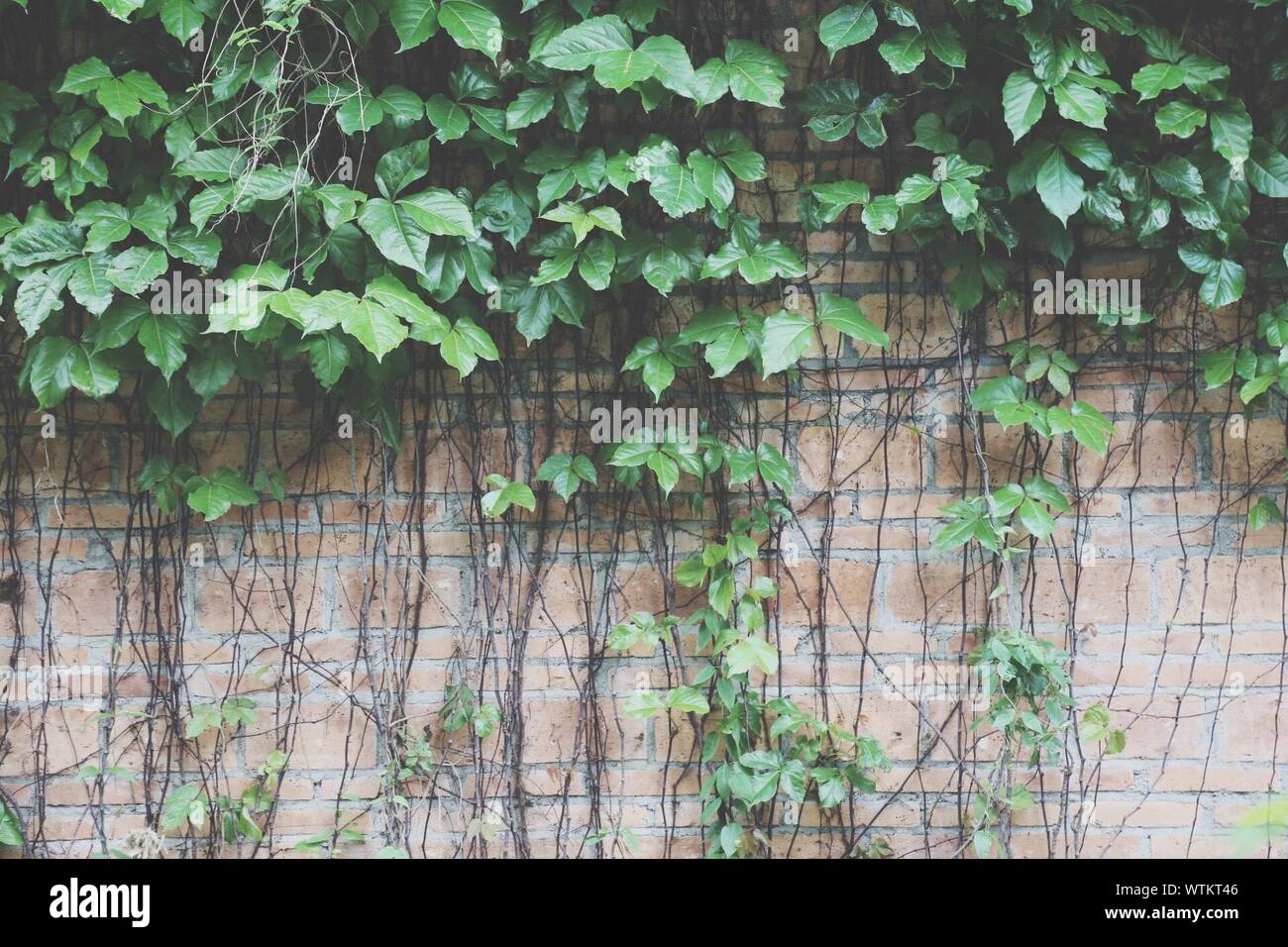 Creeper Plants Growing On Wall Stock Photo Alamy