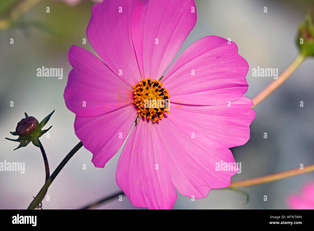 Detail of a cosmos flower growing in a garden in Bend, Oregon, in late