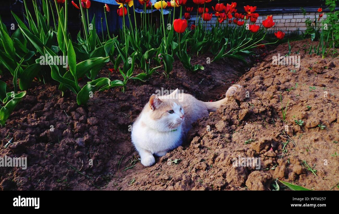 Domestic cat flower field hi-res stock photography and images - Alamy