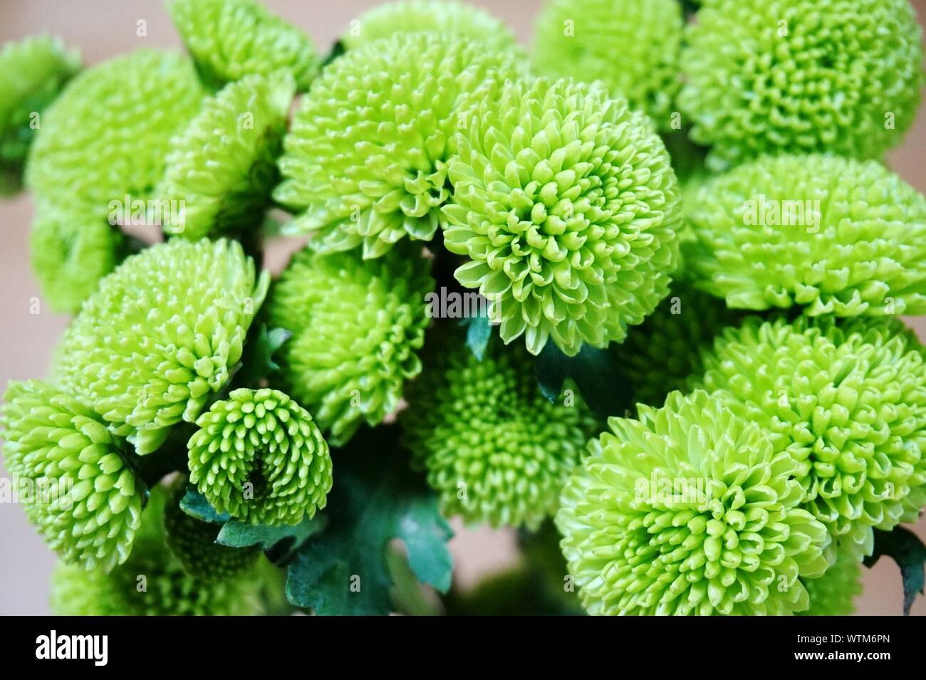 Chrysanthemum green hires stock photography and images Alamy