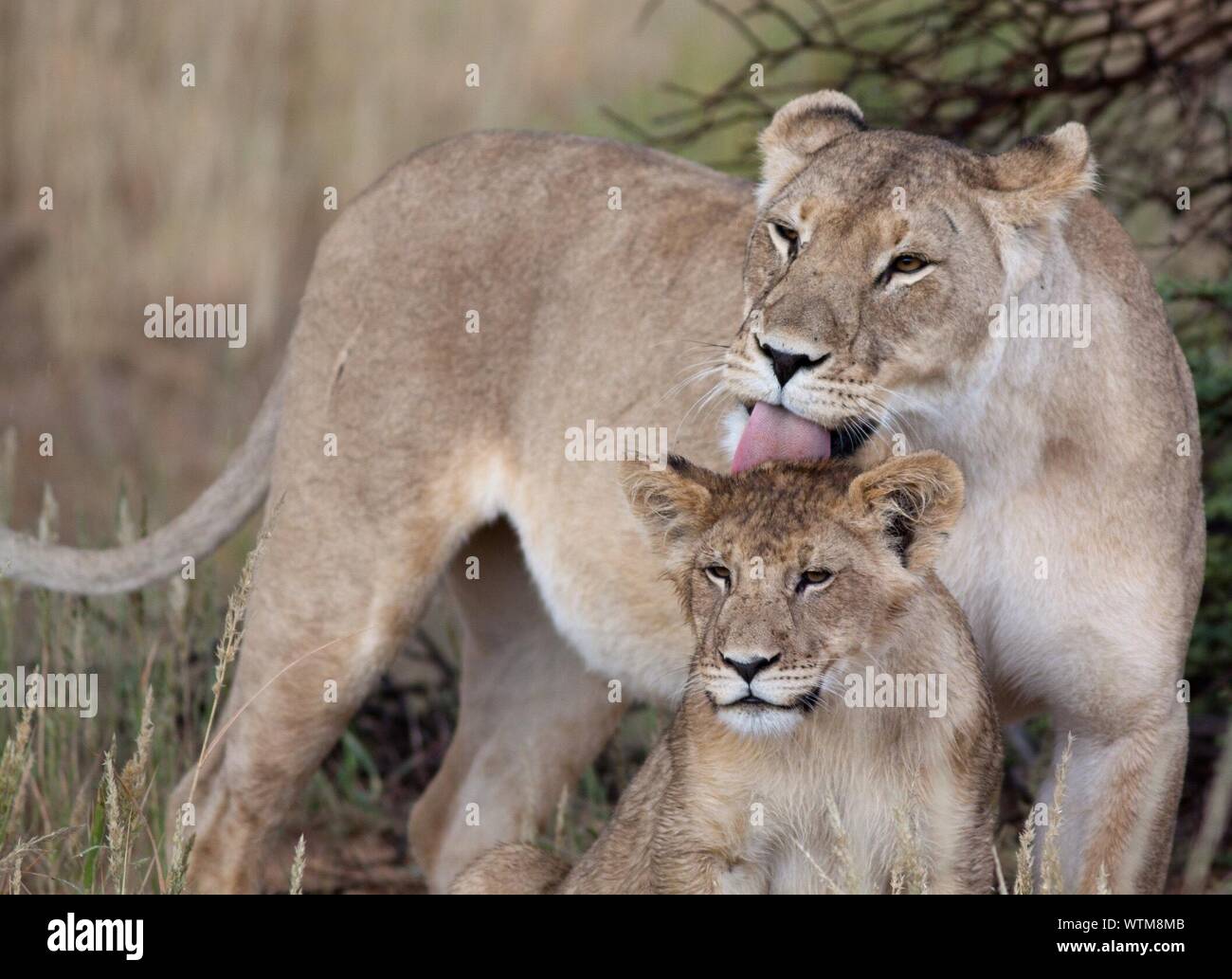 Lioness and cub hires stock photography