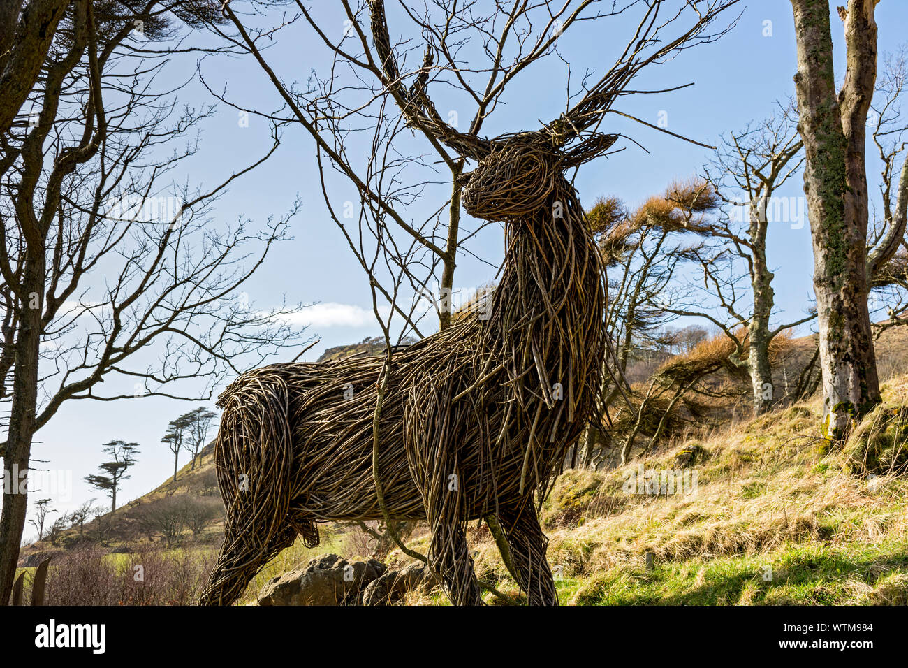 Willow Stag, a sculpture by Trevor Leat, at the Calgary Sculpture Walk, Calgary Bay, Isle of Mull, Scotland, UK Stock Photo