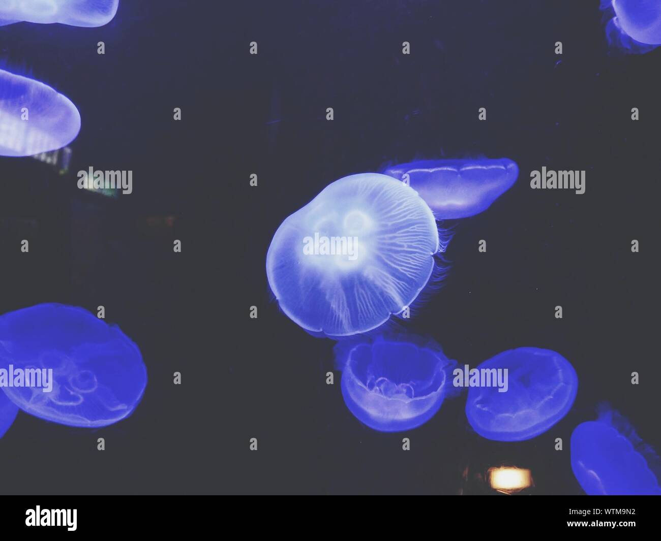 Moon Jellyfish Swimming In Aquarium Stock Photo
