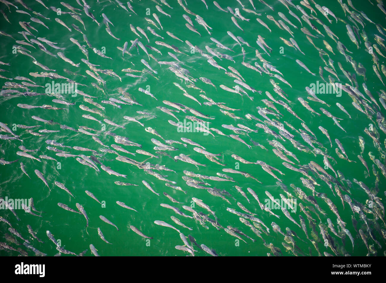 Mullet run hi-res stock photography and images - Alamy