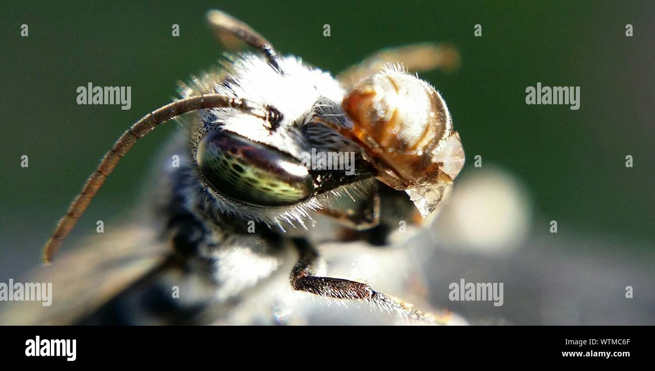 Close-up Of Bee Eating Bug Stock Photo
