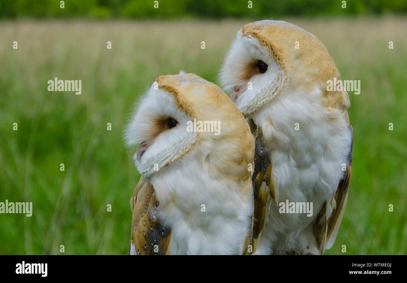 Close-up Of Barn Owls On Field Stock Photo