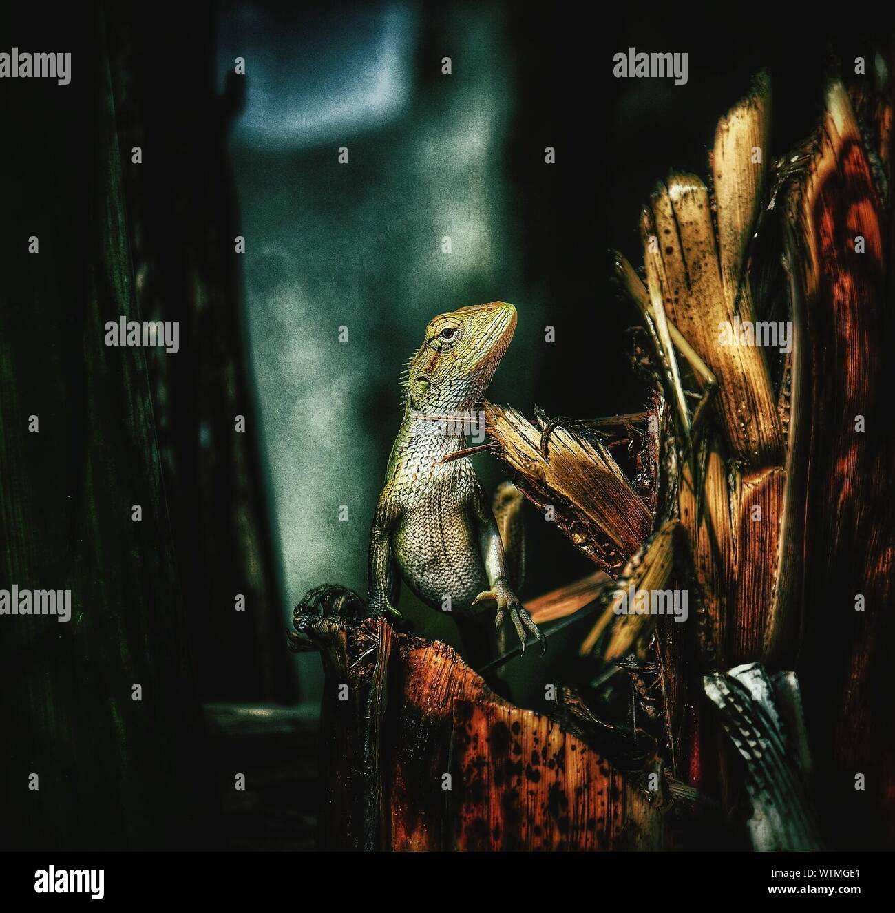 Lizard On Log Stock Photo Alamy