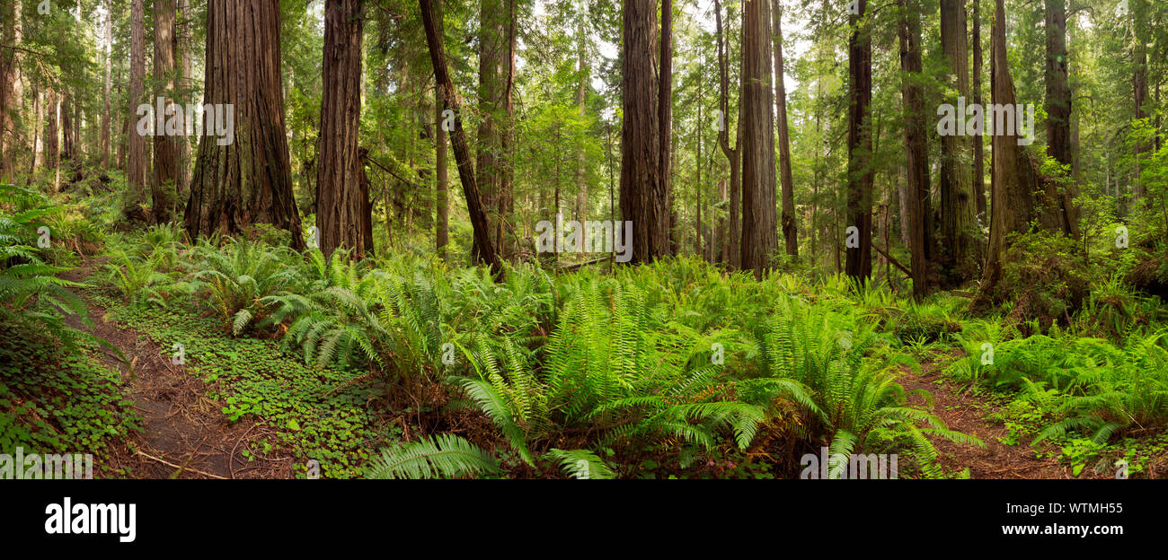 CA03526...CALIFORNIA - Path through the Carl Schenck Grove in Prairie Creek Redwoods State Park, part of Redwoods National and State Parks. Stock Photo