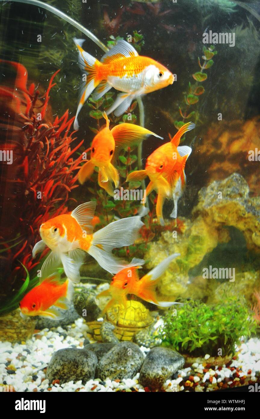 Goldfish tank hires stock photography and images Alamy