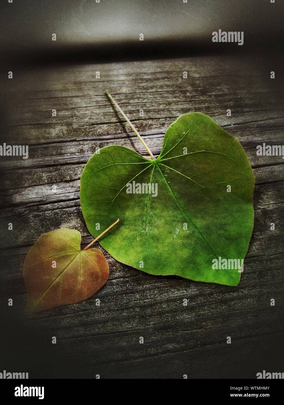 Close-up Of Heart Shaped Leaves On Wooden Table Stock Photo