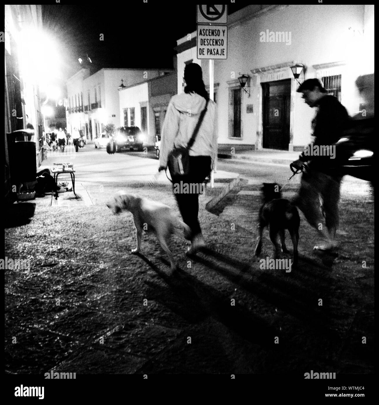 Do Dogs Like Walking At Night