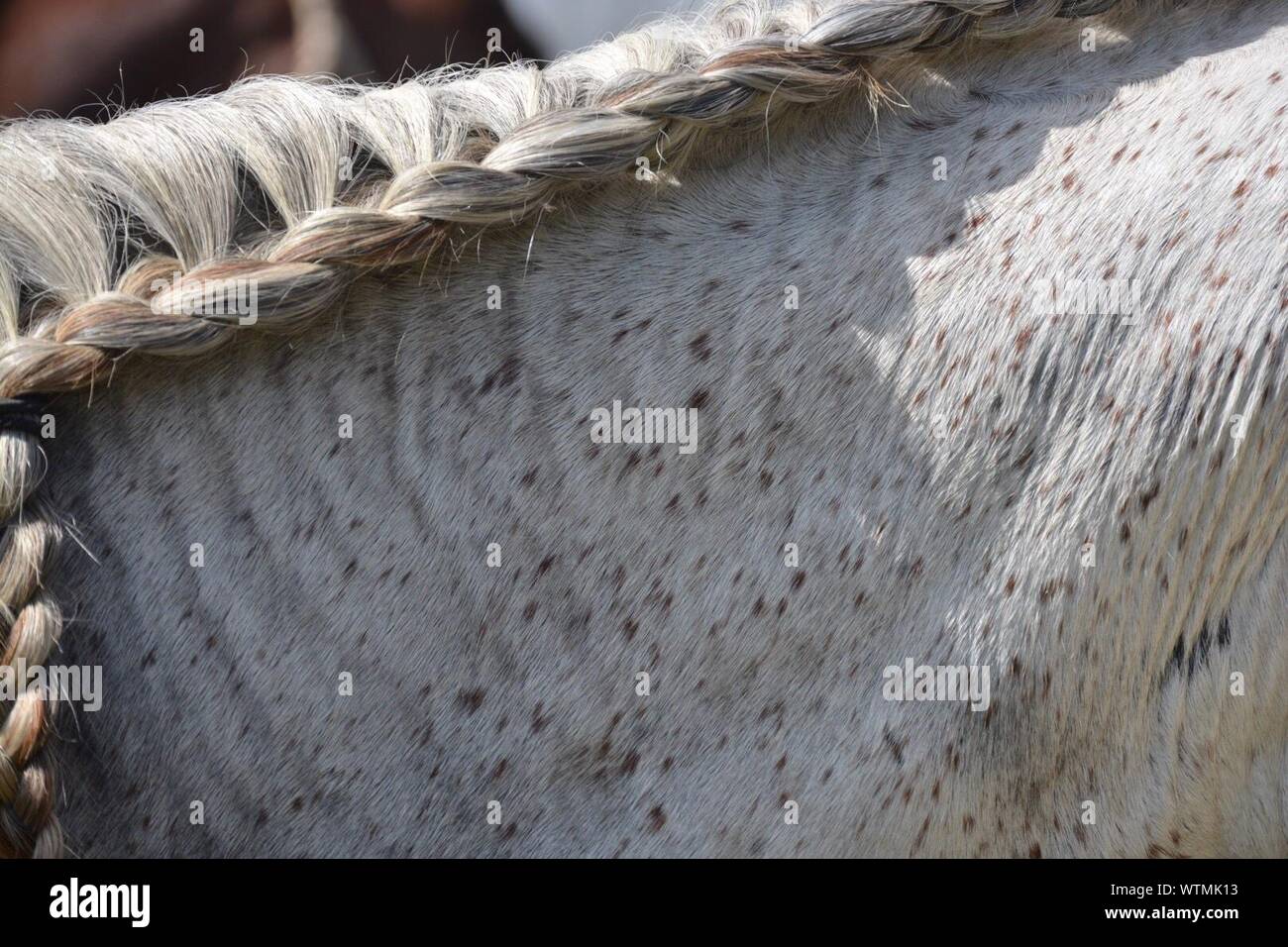 Close-up Of Horse With Braids Stock Photo