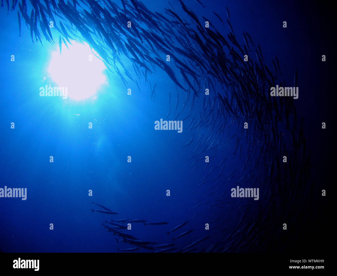 Low Angle View Of Silhouette Fish Swimming Under Blue Sea Stock Photo