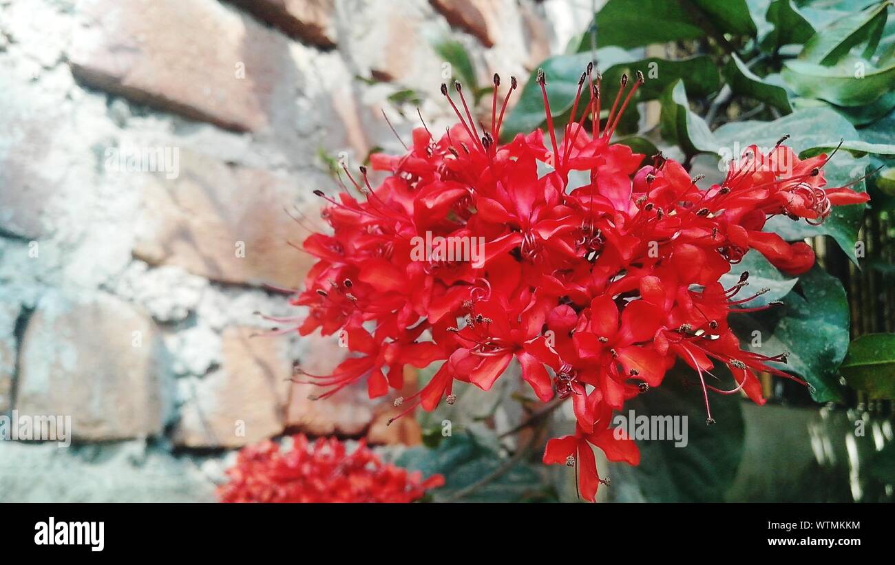 Brick red flowers hires stock photography and images Alamy