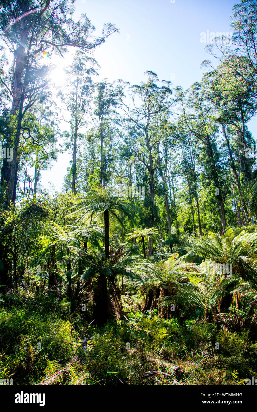 Hiking through Sherbrooke Forest Walk at Grants Picnic Ground, Kallista, Victoria, Australia Hiking through Sherbrooke Forest Walk at Grants Picnic Ground, Kallista, Victoria, Australia
