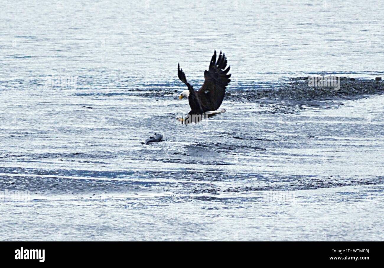 Eagle Flying Catching Fish High Resolution Stock Photography and Images