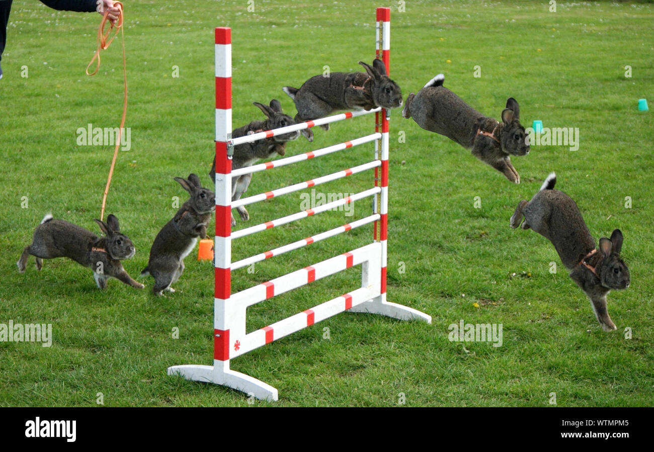Rabbit jumping on white hi-res stock photography and images - Alamy