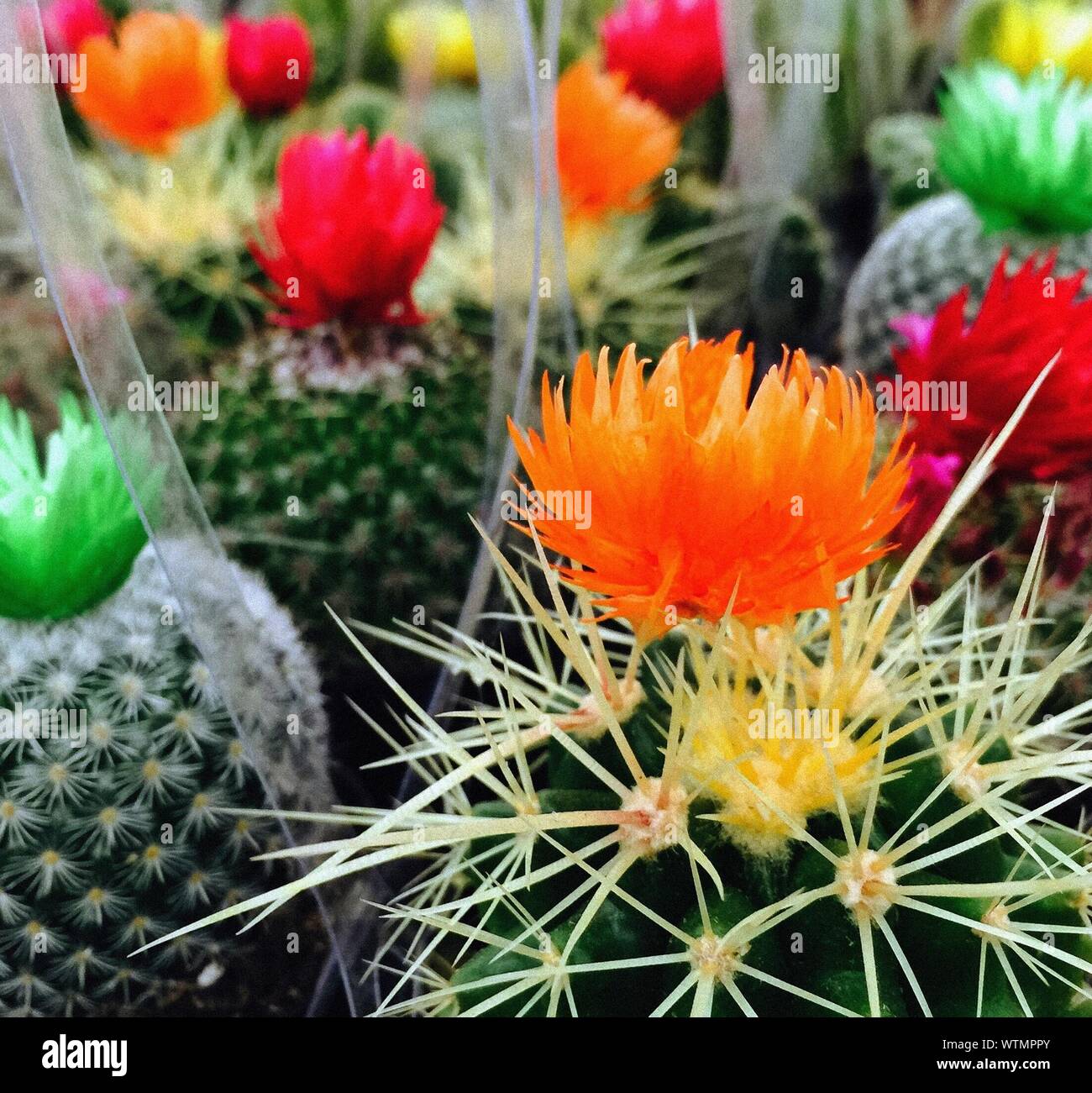 Various cactus hires stock photography and images Alamy
