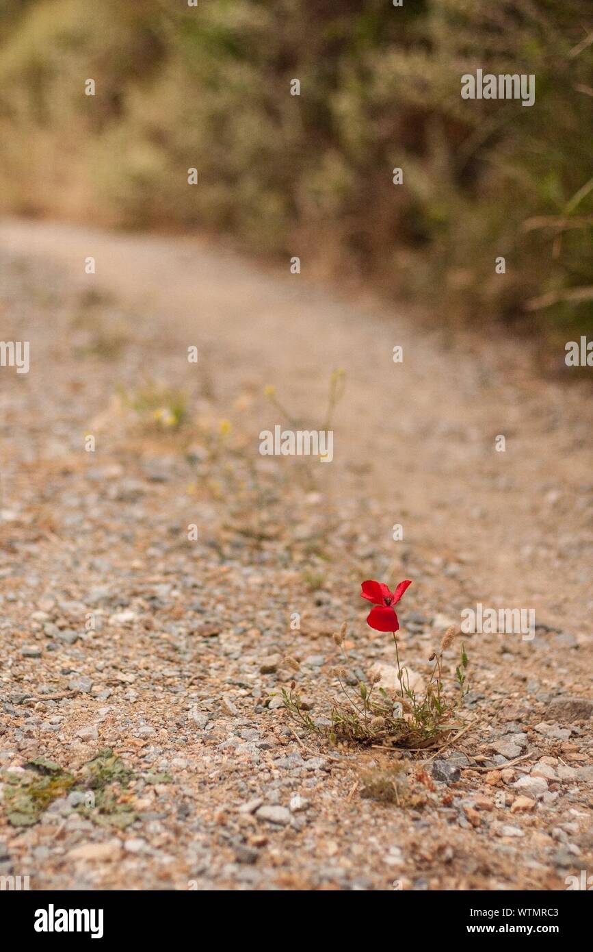 Flower Growing On Dirt Road Stock Photo Alamy