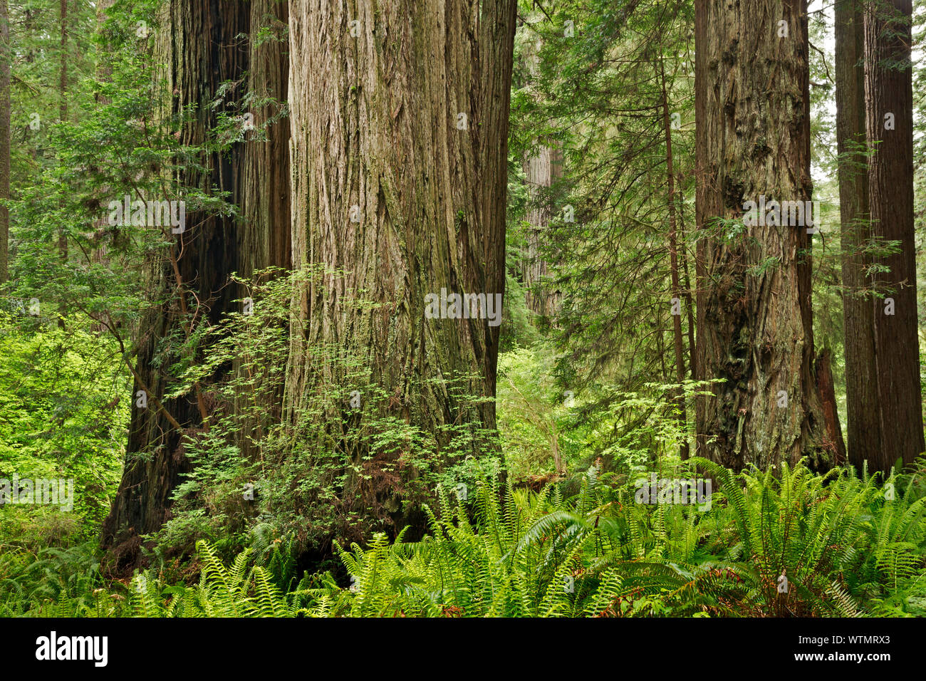 CA03541-00...CALIFORNIA - Redwood forest along the Prairie Creek Trail in Prairie Creek Redwoods State Park; part of the Redwoods National and State P Stock Photo