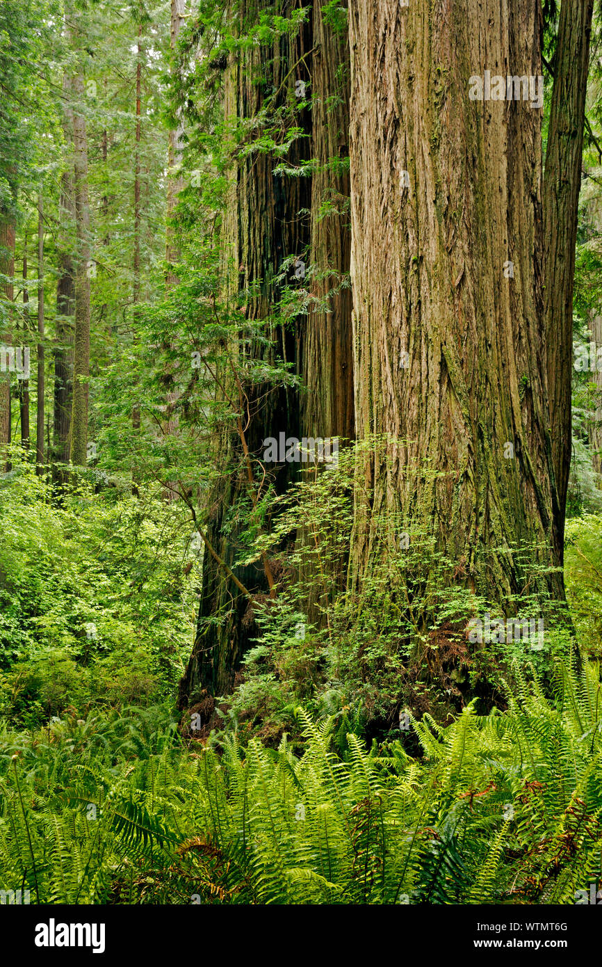 CA03542-00...CALIFORNIA - Redwood forest along the Prairie Creek Trail in Prairie Creek Redwoods State Park; part of the Redwoods National and State P Stock Photo
