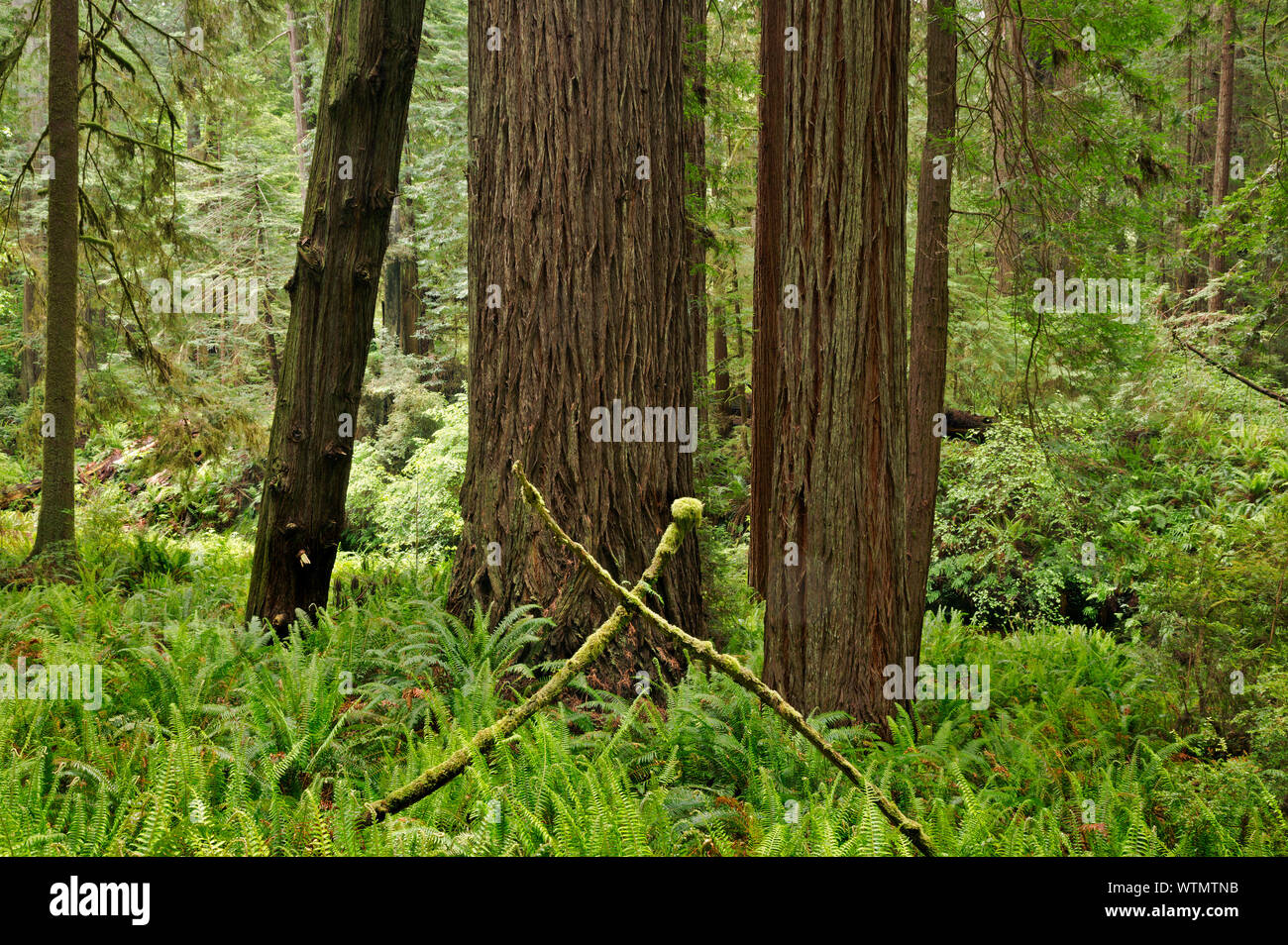 CA03544-00...CALIFORNIA - Redwood forest along the Prairie Creek Trail in Prairie Creek Redwoods State Park; part of the Redwoods National and State P Stock Photo