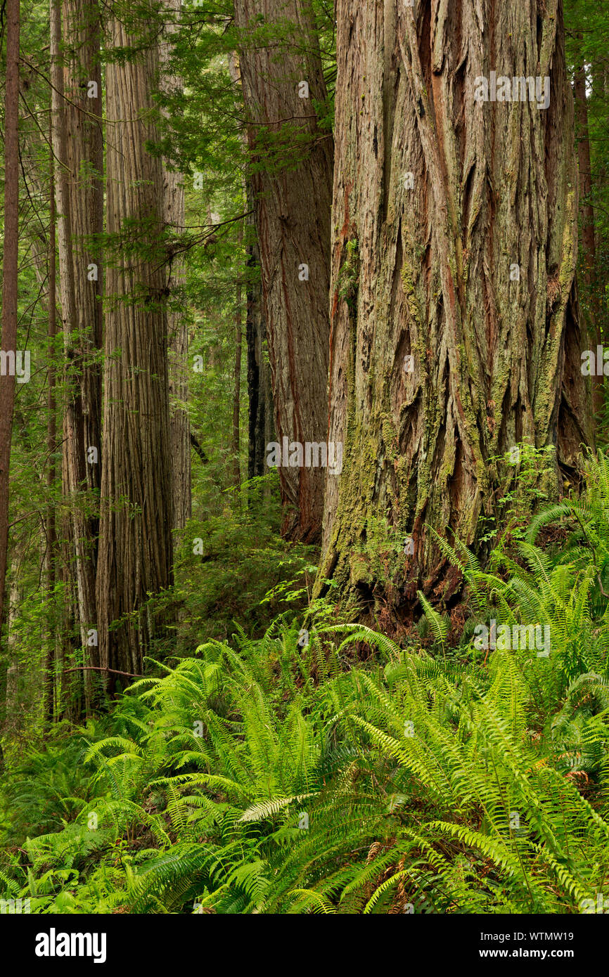 CA03545-00...CALIFORNIA - Redwood forest along the Prairie Creek Trail in Prairie Creek Redwoods State Park; part of the Redwoods National and State P Stock Photo