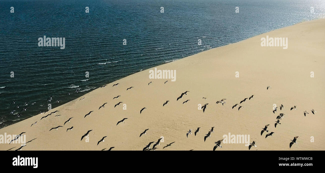 High Angle View Of Birds Flying Over Beach Stock Photo