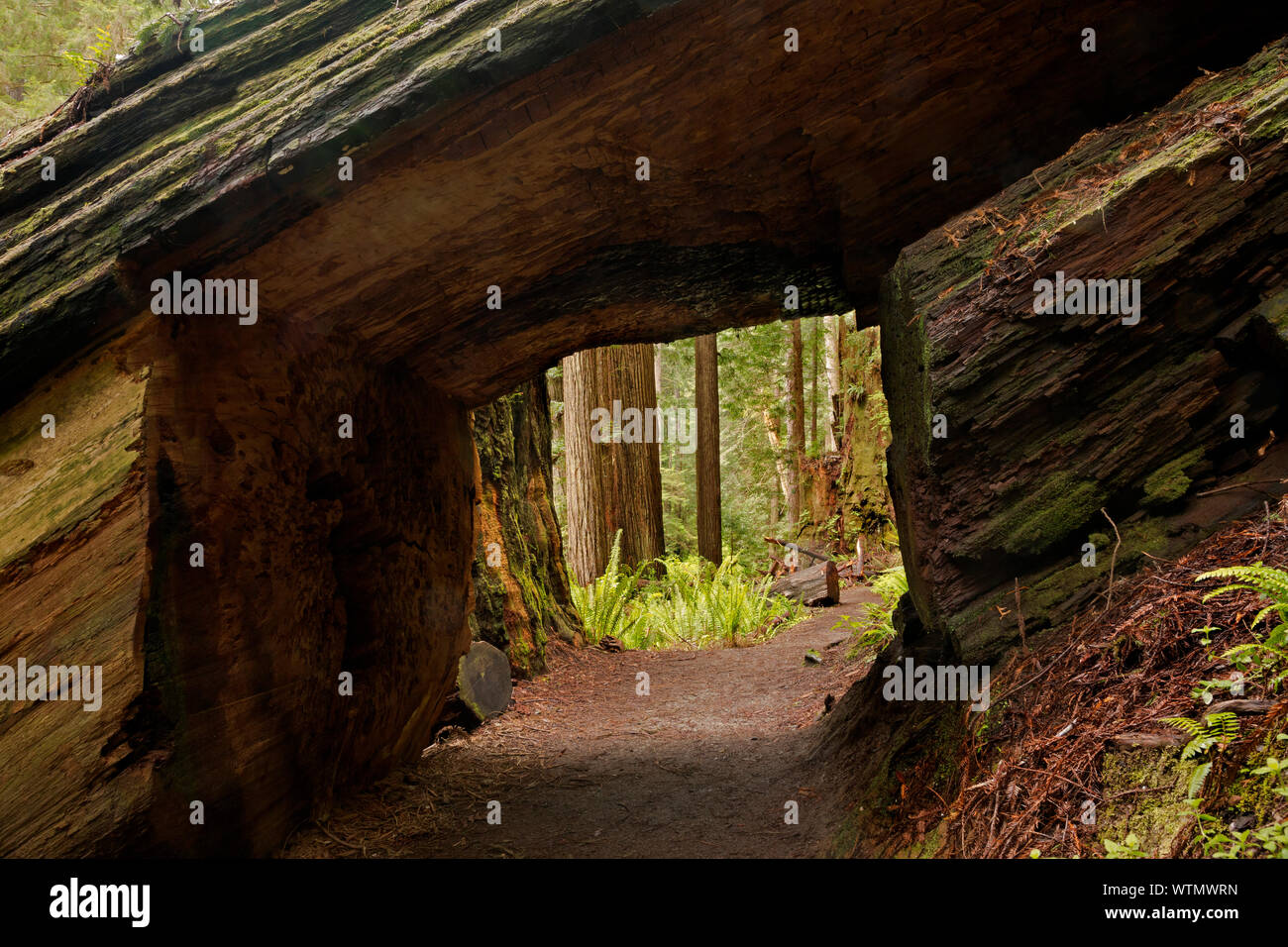 CA03548-00...CALIFORNIA -  Massive redwood log with a tunnel carved through it on trail through the forest at Prairie Creek Redwoods State Park; part Stock Photo
