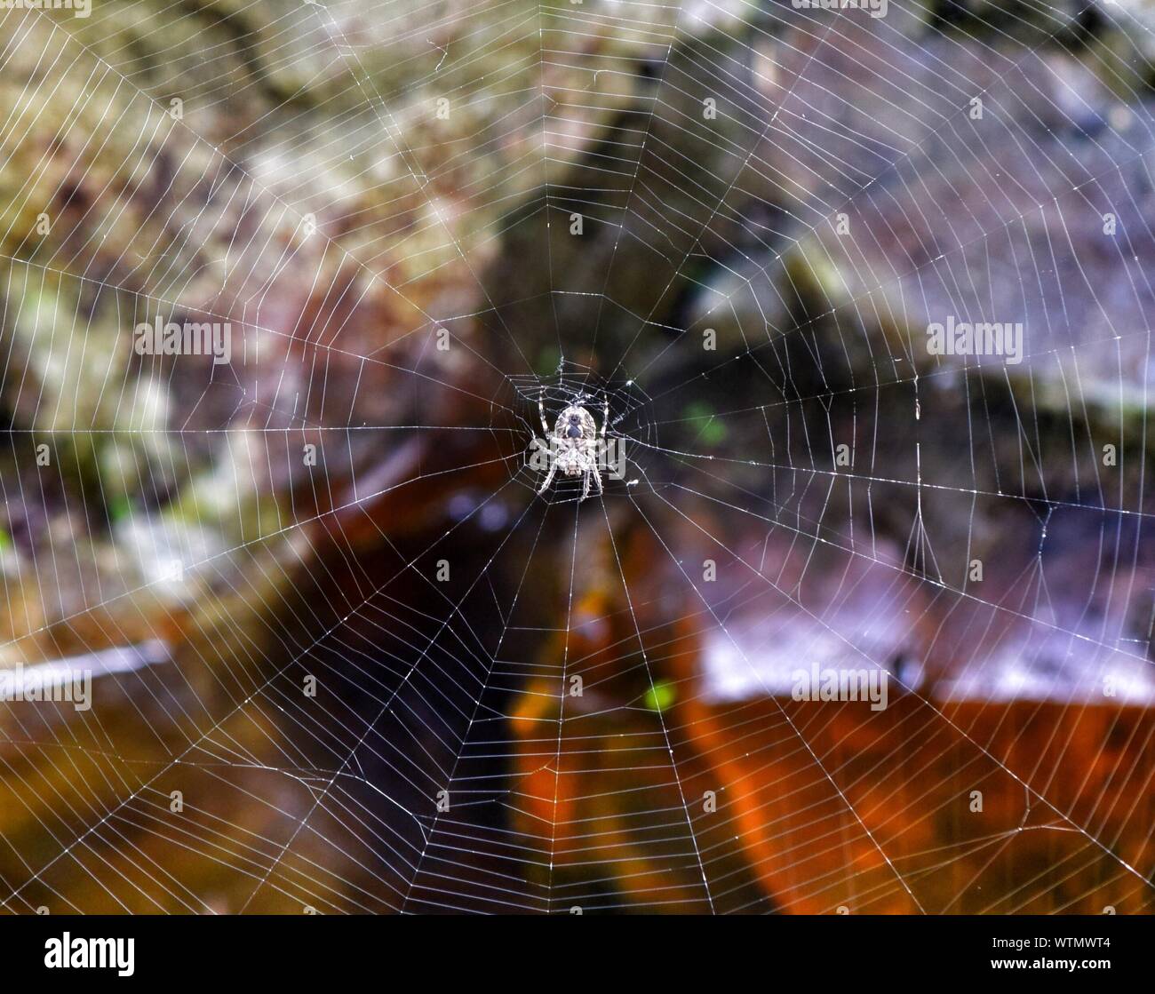 Close-up Of Spider On Web Stock Photo