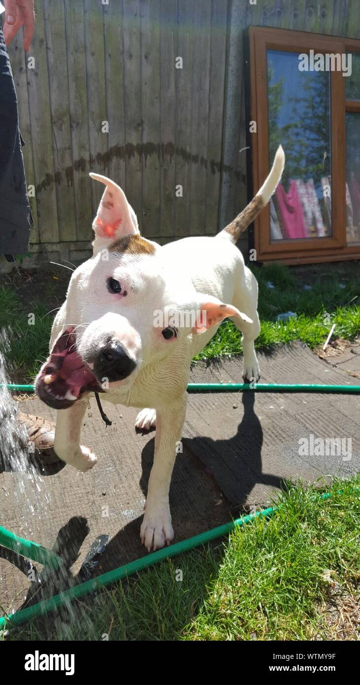 Drinking water from garden hose hires stock photography and images Alamy
