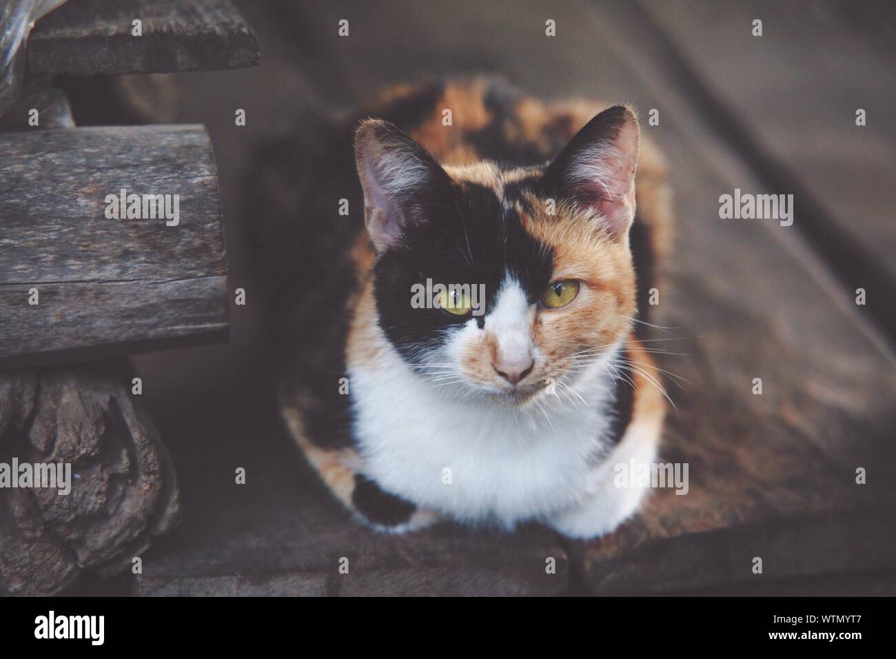 Tortoiseshell Material High Resolution Stock Photography and Images - Alamy